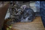 3 Kittens - Patches, Shyer, Roamer  - Domestic Medium Hair Cat