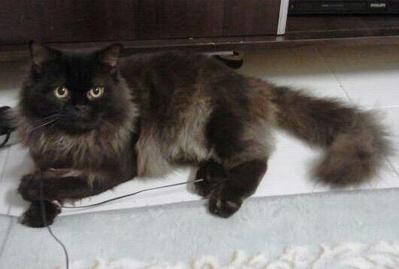 Cmokey Black Prince - Domestic Long Hair Cat