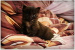 Little Stray Name 'domon' - Domestic Medium Hair + Tortoiseshell Cat