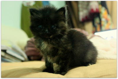 Little Stray Name 'domon' - Domestic Medium Hair + Tortoiseshell Cat