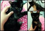 Little Stray Name 'domon' - Domestic Medium Hair + Tortoiseshell Cat