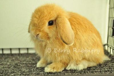 Holland Lop - Orange 21 - Holland Lop Rabbit