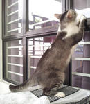 Latest photo from today, Munchee playing Peekaboo with my son through the window.