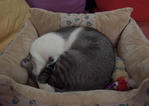 Munchee curled up in his cat bed back in 2010.