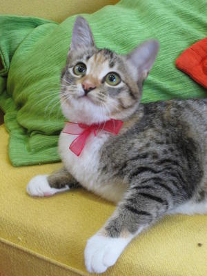 Tabitha - Domestic Short Hair Cat