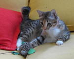 Tabitha - Domestic Short Hair Cat