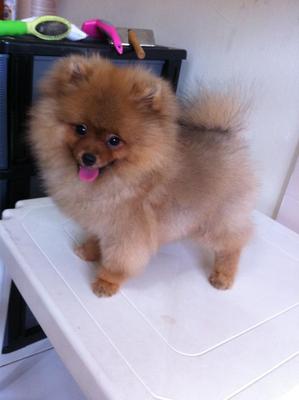 Gucci - Pomeranian Dog