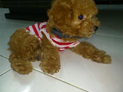 Toy Poodle - Poodle Dog