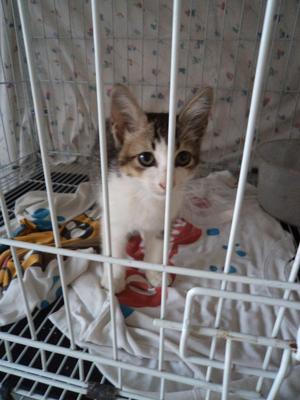 Cute Kitten Needs Home - Domestic Short Hair Cat