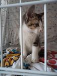 Cute Kitten Needs Home - Domestic Short Hair Cat