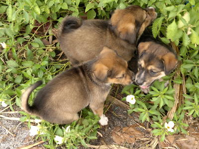 Fifi's Babies - Mixed Breed Dog