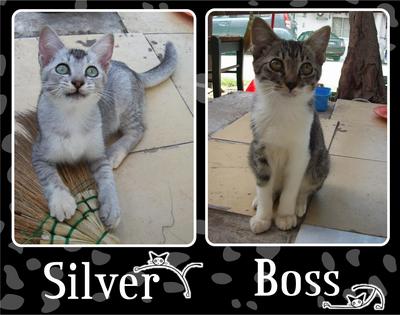 Silver (Adopted), Boss (In Heaven) - Domestic Short Hair Cat