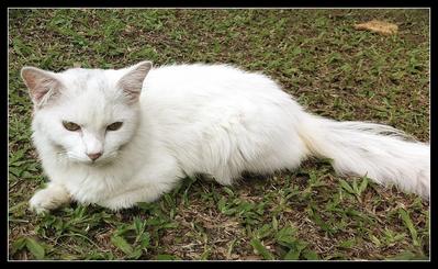 Cool Snowy - Persian Cat