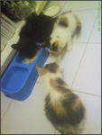 Little Strays Name Ayu And Manja - Domestic Short Hair Cat