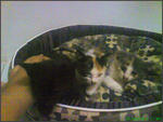 Little Strays Name Ayu And Manja - Domestic Short Hair Cat