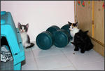 Little Strays Name Ayu And Manja - Domestic Short Hair Cat