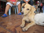 Karu - Mixed Breed Dog