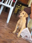 Karu - Mixed Breed Dog