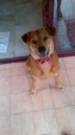 Rocky - Mixed Breed Dog