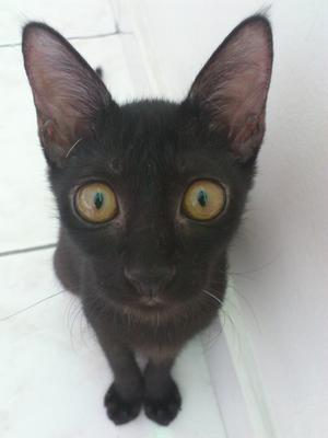 Rachel (Black Female) - Domestic Short Hair + Oriental Short Hair Cat