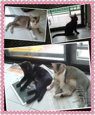 Charcoal(Black) &amp; Bambee(Grey) - Domestic Short Hair Cat