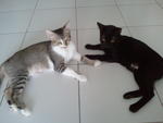 Charcoal(Black) &amp; Bambee(Grey) - Domestic Short Hair Cat