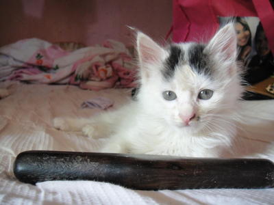 Nikita - Turkish Van Cat