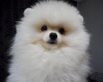 Thick Coat Chubby White Pomeranian - Pomeranian Dog