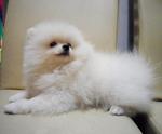 Thick Coat Chubby White Pomeranian - Pomeranian Dog
