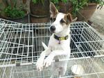 Flippy - Mixed Breed Dog