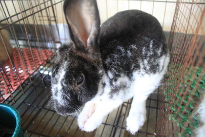 Mini Rex 2 - Mini Rex Rabbit