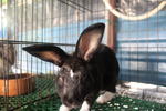 Mini Rex 2 - Mini Rex Rabbit