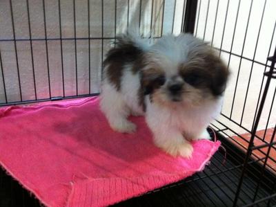 Shih Tzu Tricolor - Shih Tzu Dog