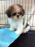 Shih Tzu Tricolor - Shih Tzu Dog