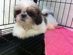 Shih Tzu Tricolor - Shih Tzu Dog