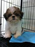 Shih Tzu Tricolor - Shih Tzu Dog