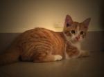 Buster - American Shorthair Cat