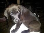 Labrador Retriever Dack Brown Color - Labrador Retriever Dog