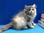 Female Flatface Dilute Calico - Persian Cat