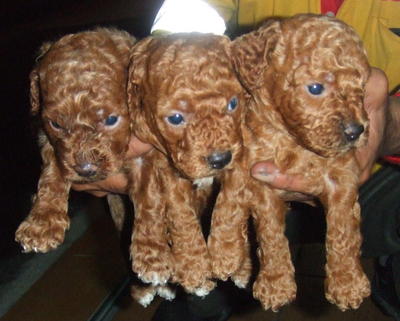 Toy Poodle ( 1 ) - Poodle Dog