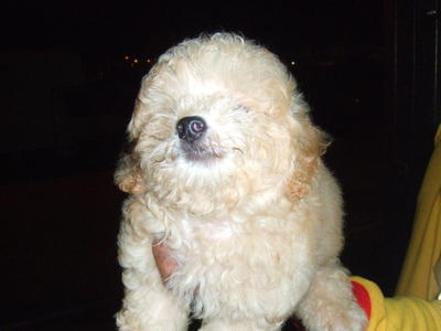 Toy Poodle ( 2 ) - Poodle Dog