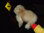 Toy Poodle ( 2 ) - Poodle Dog