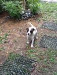 Patches - Mixed Breed Dog