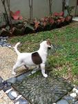 Patches - Mixed Breed Dog