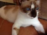 This is Bijoux, she's the mother of the 2 kittens. Absolutely beautiful cat with gorgeous blue eyes.