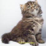 Cute Kitten_241012 - Persian Cat