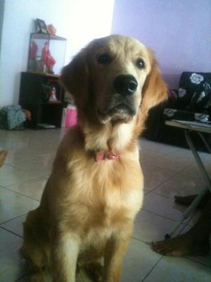 Ram - Golden Retriever Dog