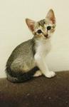 Babies Female Kitteh - Domestic Short Hair Cat