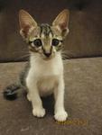 Babies Female Kitteh - Domestic Short Hair Cat