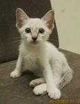 Babies Female Kitteh - Domestic Short Hair Cat